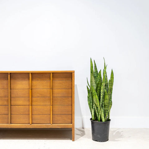 Sansevieria Zeylanica