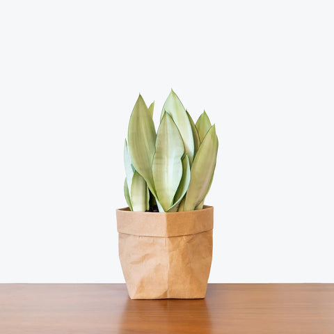 Sansevieria Moonshine
