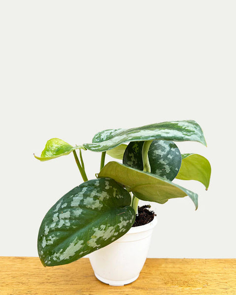 Money Plant Satin - Scindapsus Pictus Argyraeus
