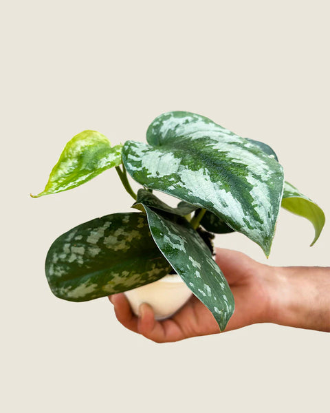 Money Plant Satin - Scindapsus Pictus Argyraeus