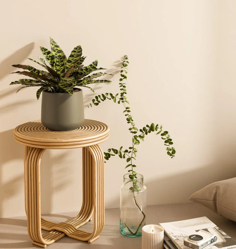 Calathea Rattlesnake