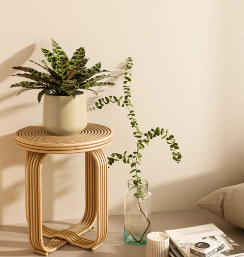 Calathea Rattlesnake