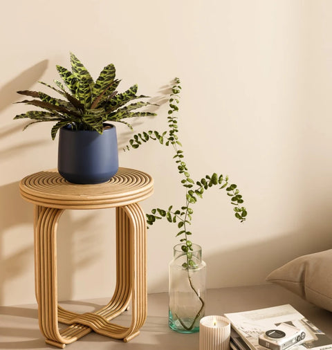 Calathea Rattlesnake