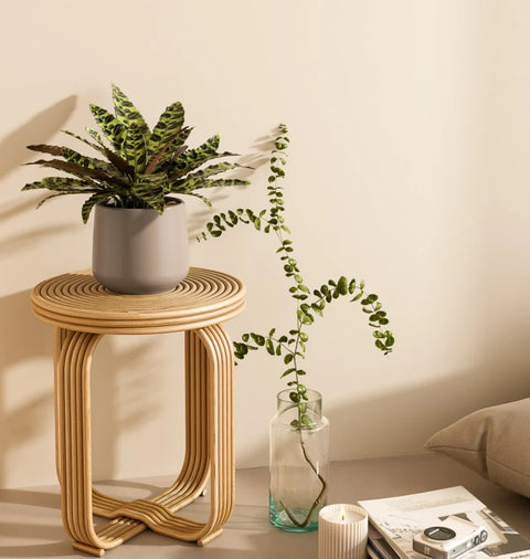 Calathea Rattlesnake