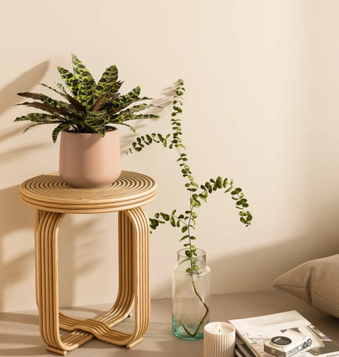Calathea Rattlesnake