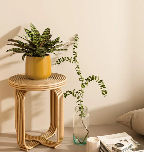 Calathea Rattlesnake
