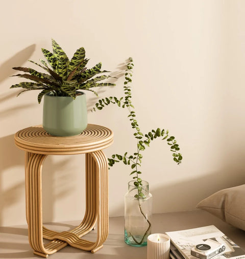Calathea Rattlesnake
