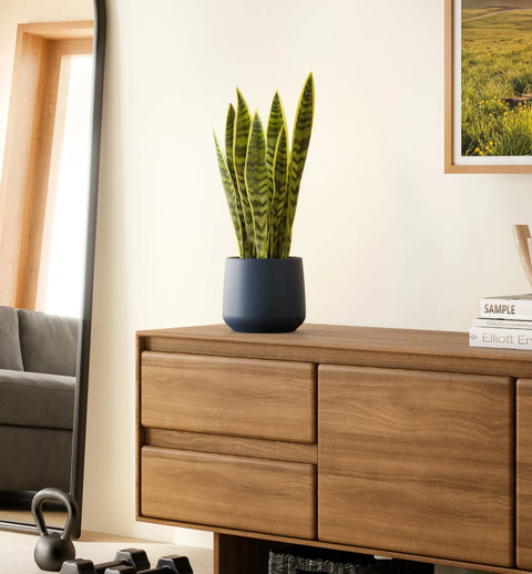 Golden Snake Plant