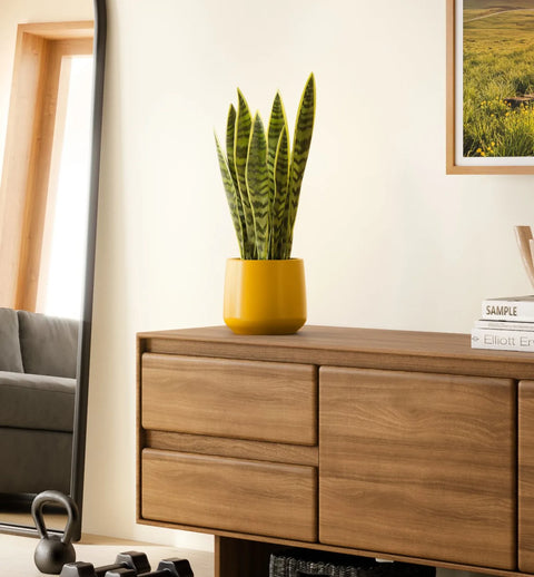 Golden Snake Plant