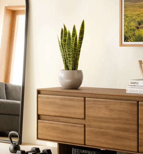 Golden Snake Plant
