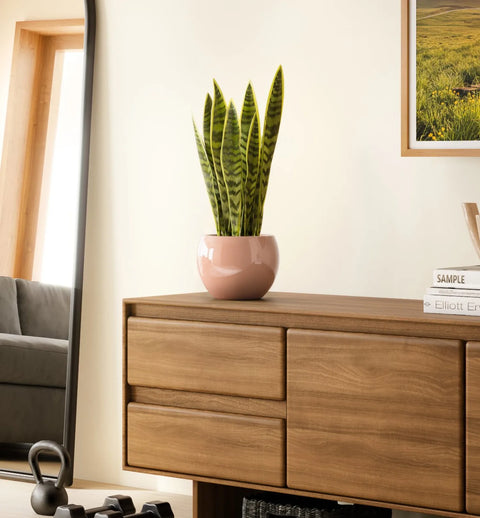 Golden Snake Plant