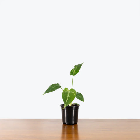 Schismatoglottis Wallichii - Drop Tongue