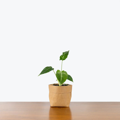 Schismatoglottis Wallichii - Drop Tongue