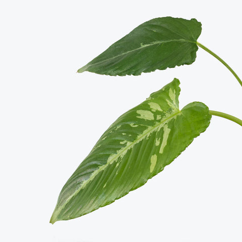 Schismatoglottis Wallichii - Drop Tongue