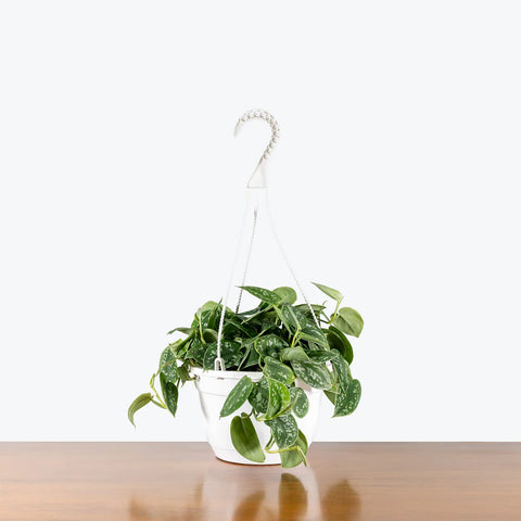Money Plant Satin - Scindapsus Pictus Argyraeus