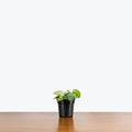 Money Plant Satin - Scindapsus Pictus Argyraeus