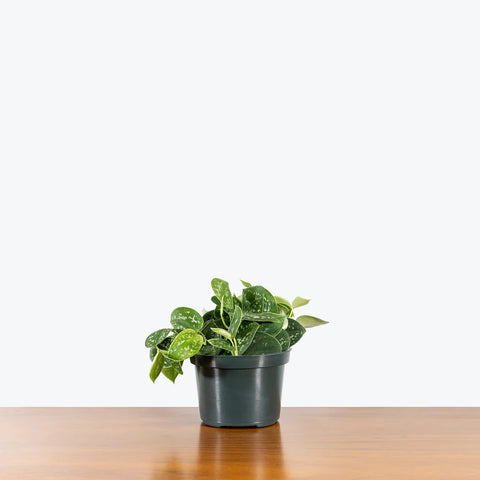Money Plant Satin - Scindapsus Pictus Argyraeus