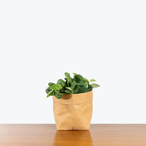 Money Plant Satin - Scindapsus Pictus Argyraeus