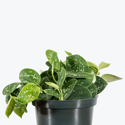 Money Plant Satin - Scindapsus Pictus Argyraeus