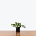 Scindapsus Pictus Exotica - Silver Pothos