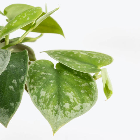 Scindapsus Pictus - 'Silvery Ann'