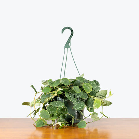 Scindapsus Pictus - 'Silvery Ann'