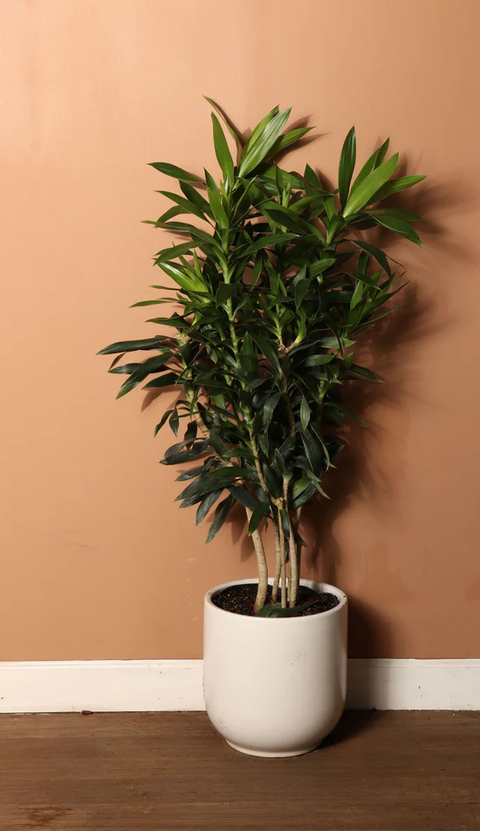 Dracaena Reflexa