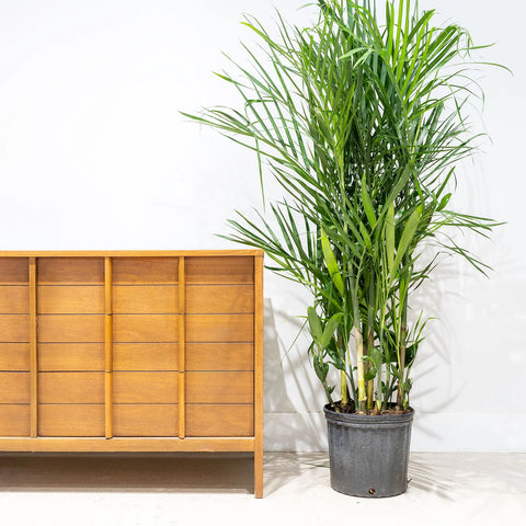 Bamboo Palm XL