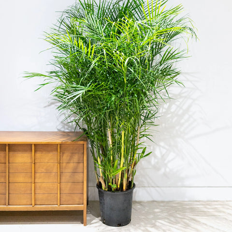 Bamboo Palm XL