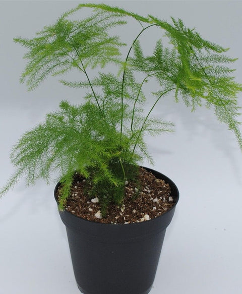 Asparagus Racemosus