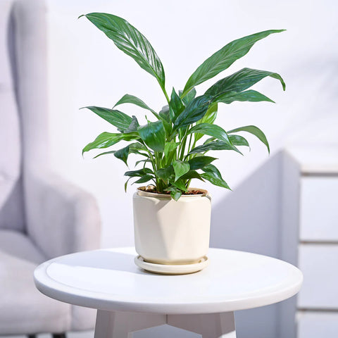 Peace Lily