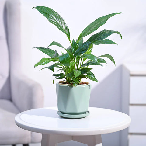 Peace Lily