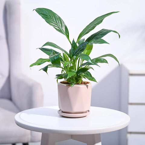 Peace Lily