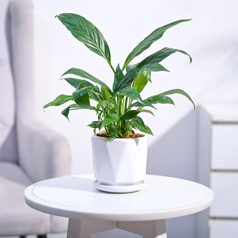 Peace Lily