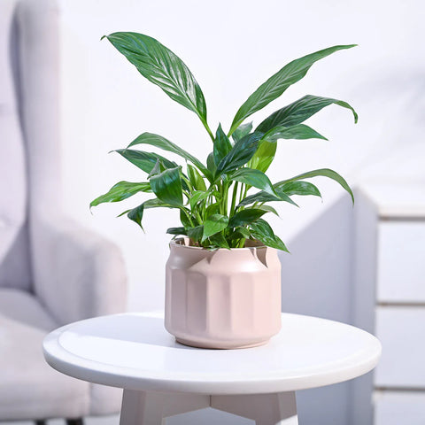 Peace Lily