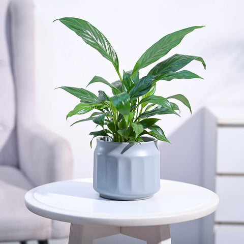 Peace Lily