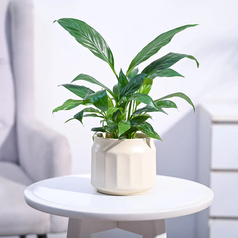 Peace Lily