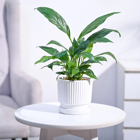 Peace Lily