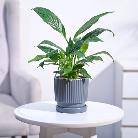 Peace Lily