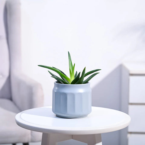 Aloe Vera Green Mini