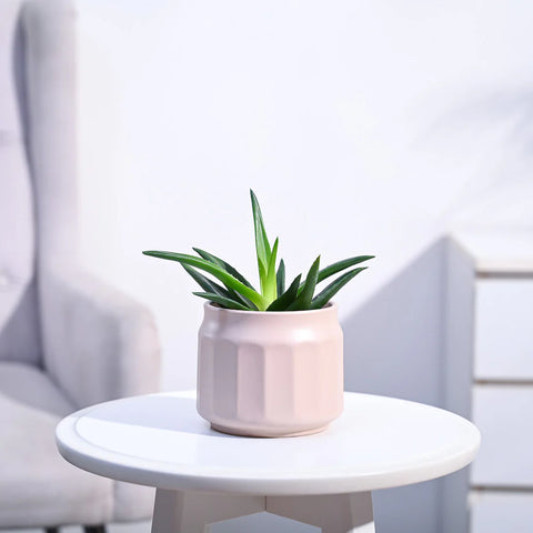 Aloe Vera Green Mini