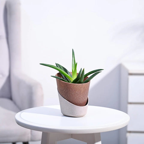 Aloe Vera Green Mini