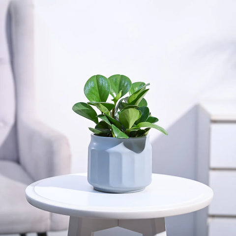 Peperomia Obtusifolia