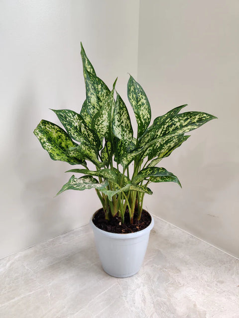 Aglaonema Snow White
