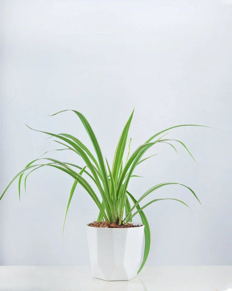 Chlorophytum Spider Plant - Reverse