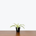 Chlorophytum Spider Plant - Variegated