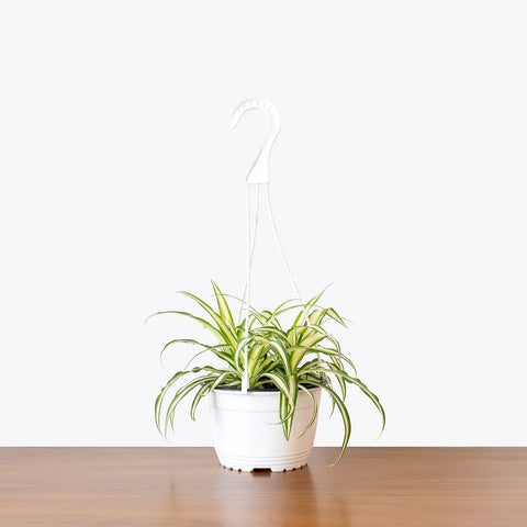Chlorophytum Spider Plant - Variegated