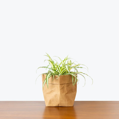 Chlorophytum Spider Plant - Variegated