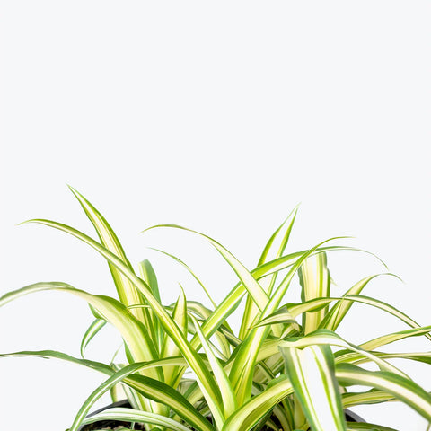 Chlorophytum Spider Plant - Variegated