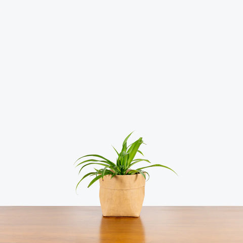 Chlorophytum Spider Plant - Green